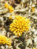 Helicrysum argyrophyllum (en Corse) (03) (Photo F. Mrugala)